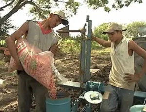 Cultivo de maíz - proceso de Cultivo de maíz