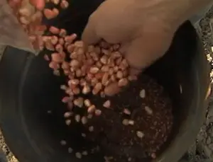Cultivo de maíz - proceso de Cultivo de maíz