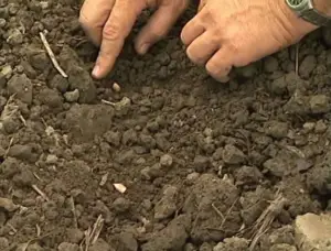 Cultivo de maíz - proceso de Cultivo de maíz