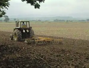 Cultivo de maíz - proceso de Cultivo de maíz