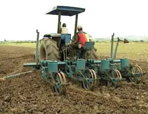 Cultivo de maíz - proceso de Cultivo de maíz