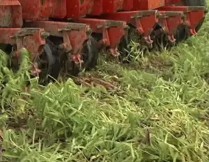 Cultivo de maíz - proceso de Cultivo de maíz