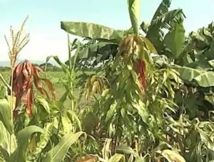 Cultivo de maíz - proceso de Cultivo de maíz
