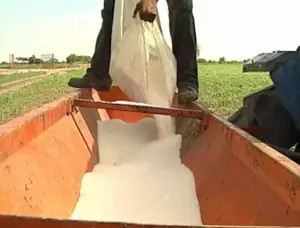 Cultivo de maíz - proceso de Cultivo de maíz - fertilizante