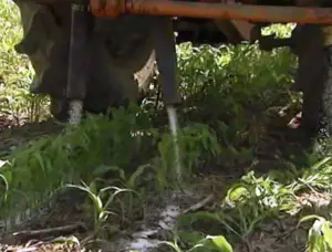 Cultivo de maíz - proceso de Cultivo de maíz - fertilizante