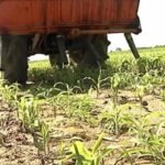 Cultivo de maíz - proceso de Cultivo de maíz - fertilizante