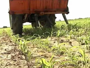 Cultivo de maíz - proceso de Cultivo de maíz - fertilizante