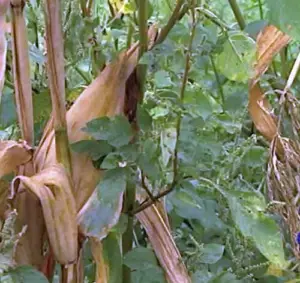 Cultivo de maíz - proceso de Cultivo de maíz - cosecha