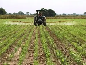 Cultivo de maíz - manejo de Cultivo de maíz - plaguicidas