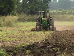 Cultivo de maíz - manejo de Cultivo de maíz - suelos agrícolas