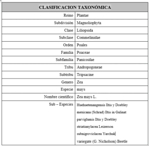 Clasificación del maíz