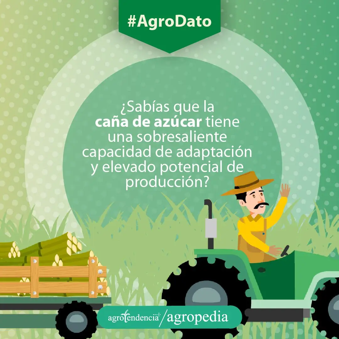 Cultivo de caña de azúcar - Hombre en tractor con carrucha llena de caña de azúcar