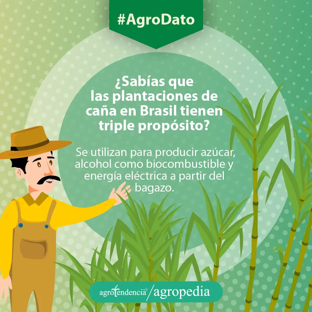 Cultivo de caña de azúcar - Hombre y el triple propósito de la caña de azúcar
