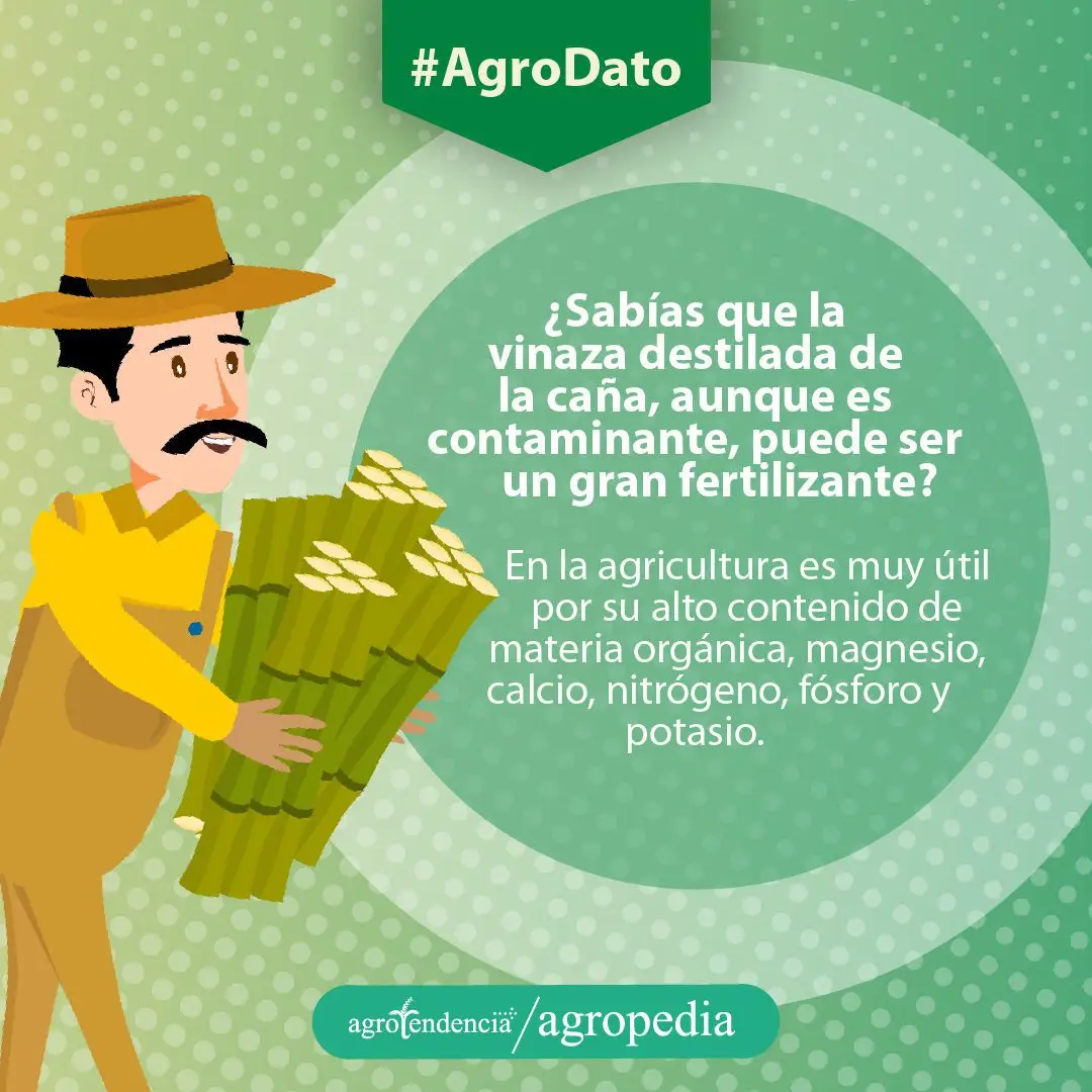Cultivo de caña de azúcar - Vinaza destilada de la caña de azcar