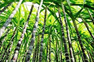 Cultivo de caña de azúcar: manejo y su importancia
