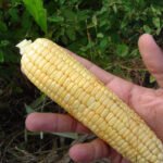 Cultivo de maíz - manejo del cultivo de maíz