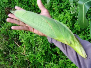 Cultivo de maíz - manejo del cultivo de maíz