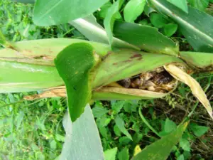 Cultivo de maíz - enfermedades del cultivo de maíz