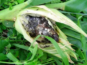 Cultivo de maíz - enfermedades del cultivo de maíz