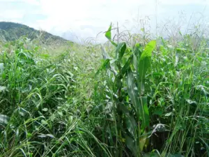 Cultivo de maíz - manejo del cultivo de maíz - malezas
