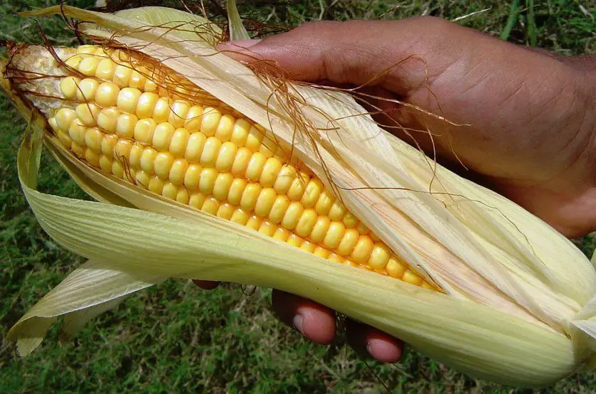 Cultivo de maíz - Mazorca de maíz