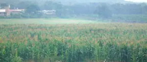 Cultivo de maíz - manejo del cultivo de maíz