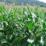 Cultivo de maíz - manejo del cultivo de maíz