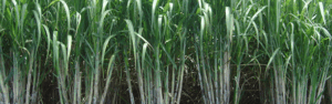 Cultivo de caña de azúcar