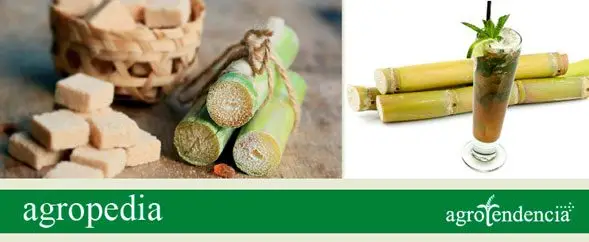 Cultivo de caña de azúcar - Tallos, cubos y jugo de caña de azúcar