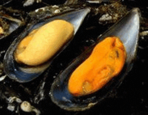 Mejillón - Mejillones