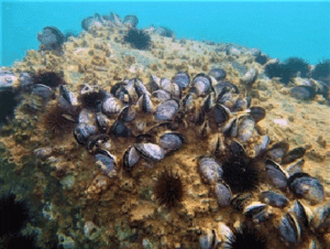 Mejillón - Mejillones