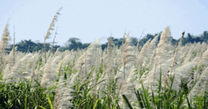 Cultivo de caña de azúcar
