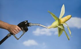 Cultivo de maíz - Una mano agarrando un dispensador de gasolina y en la punta una mazorca de maíz