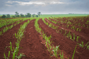 Cultivo de caña de azúcar
