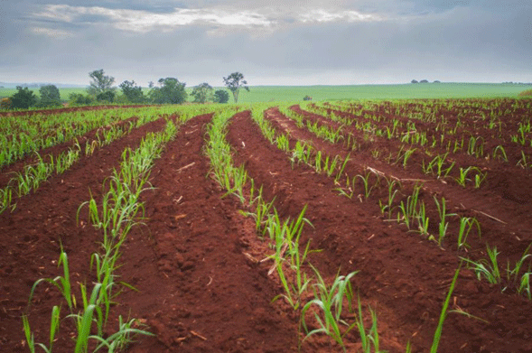 Cultivo de caña de azúcar - Hileras de cañas sembradas en terreno rojizo