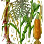 Partes de la planta de maíz