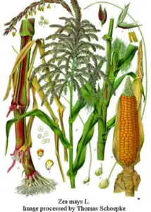 Partes de la planta de maíz