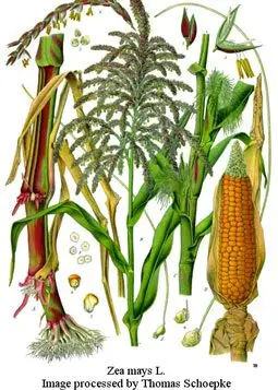 Cultivo de maíz - Partes de la planta de maíz