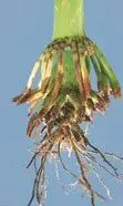 Cultivo de maíz - Sistema radicular de la planta de maíz