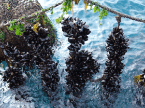Mejillón - Cría de mejillones