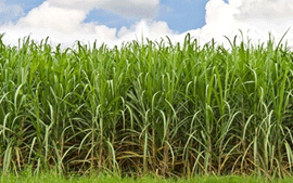 Cultivo de caña de azúcar - Campo con cultivo de caña