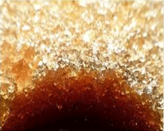 Cultivo de caña de azúcar - Vista microscópica de cristales de sacarosa 