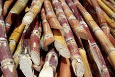 Cultivo de caña de azúcar - Variedades comerciales de caña de azúcar