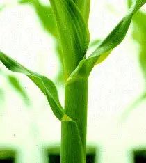 Entrenudos de la planta de maíz