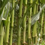 Entrenudos de la planta de maíz