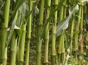 Entrenudos de la planta de maíz