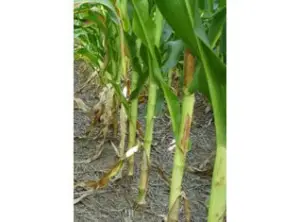 Cultivo de maíz