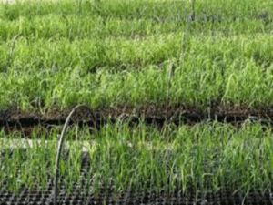 Cultivo de caña de azúcar
