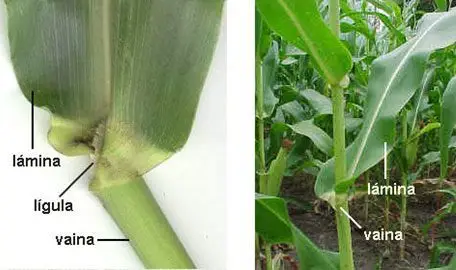 Cultivo de maíz - Partes de la hojas del maíz