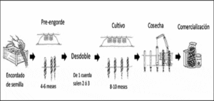 Mejillón - Cultivo de mejillones